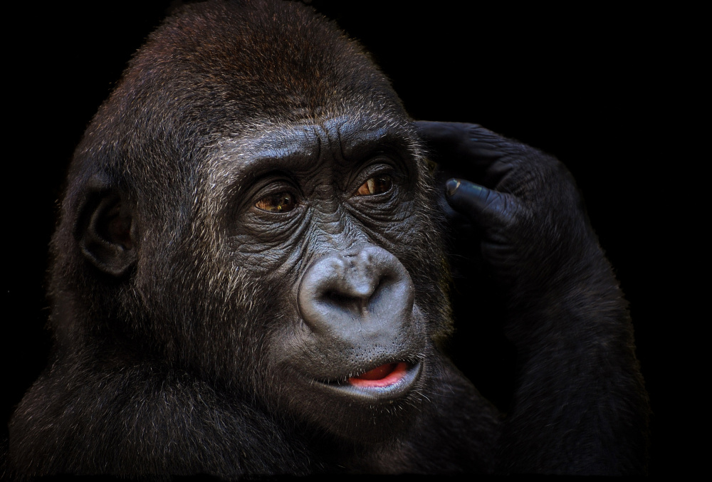 Young gorilla von Stephan Rückert