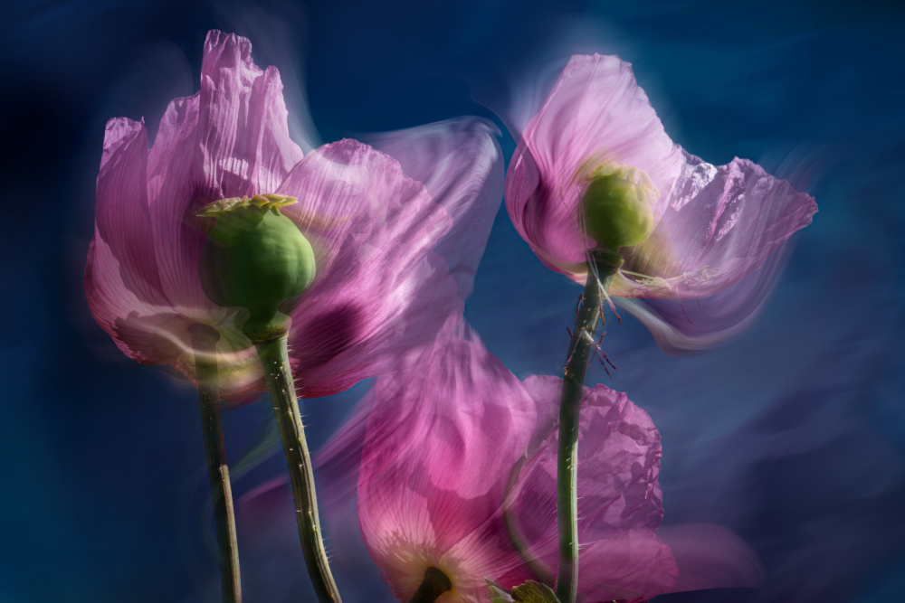 Poppies by the wayside von Stephan Rückert