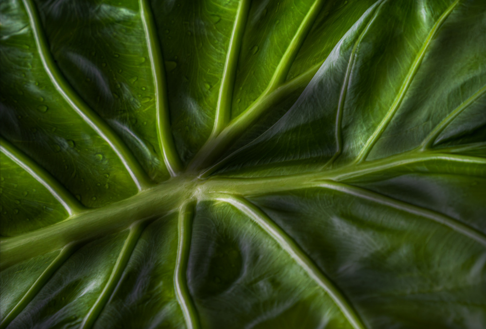 Nature from below von Stephan Rückert