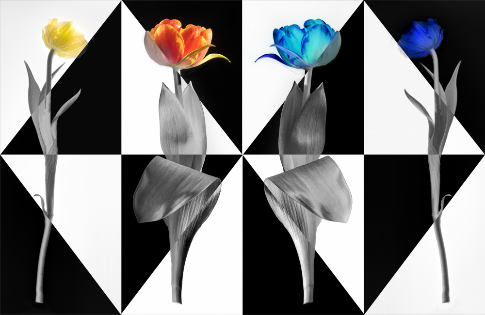 PopArt Tulips von Stephan Rückert