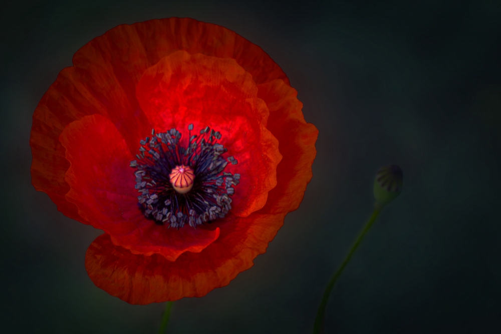 delicate poppy flower von Stephan Rückert