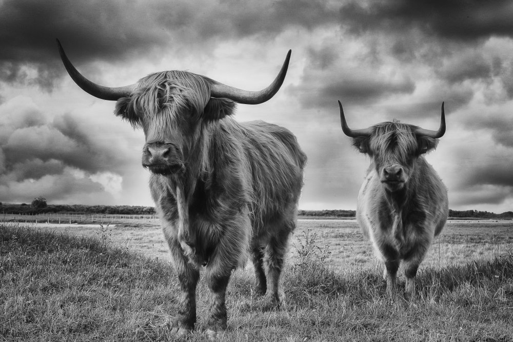 Highlands von Stéphane Pecqueux