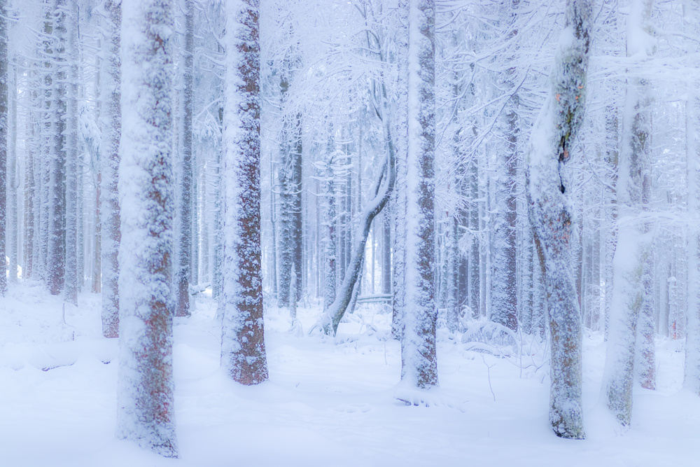 Winter forest von Stephanie Kleimann