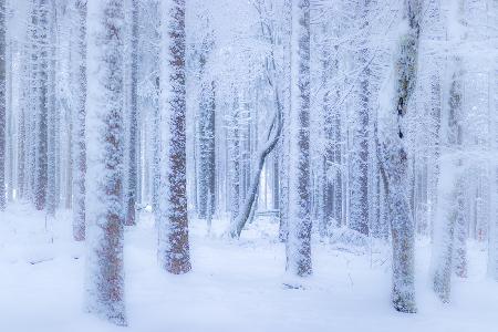 Winter forest