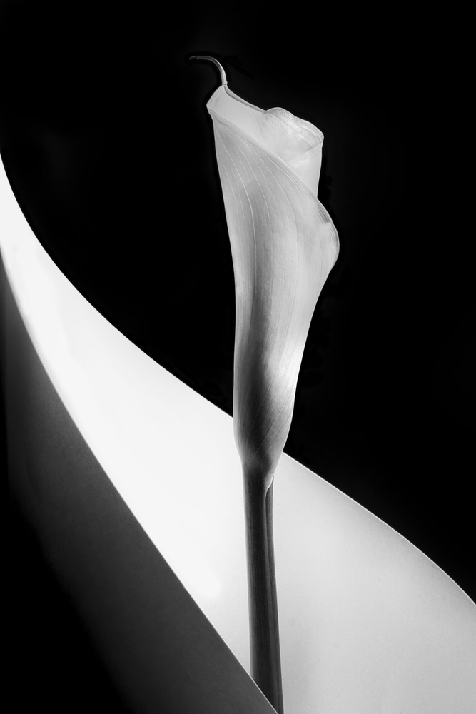 Calla lily von Stephen Clough