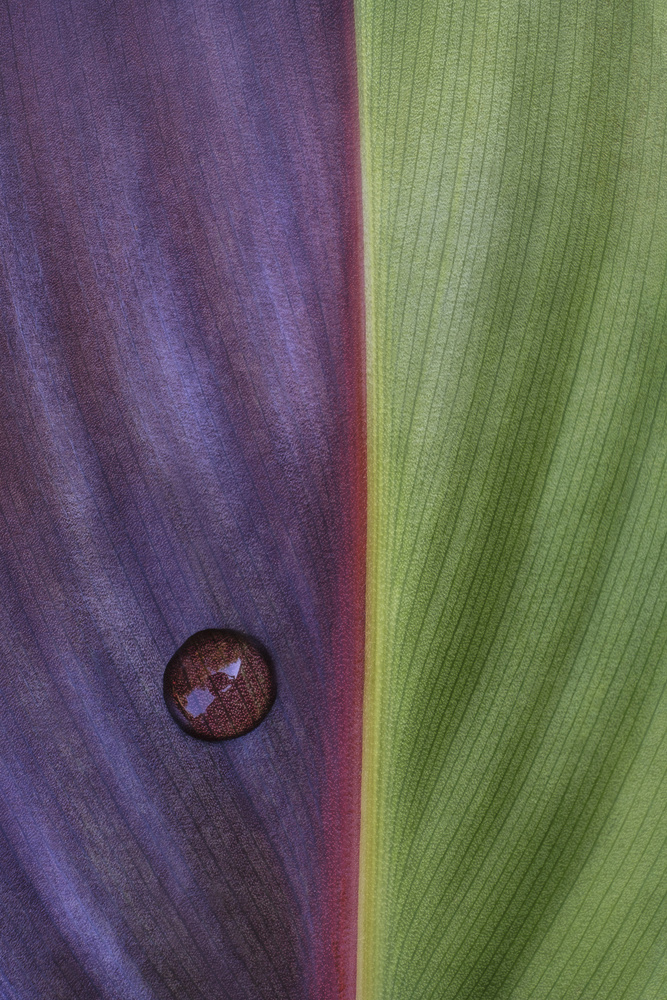 Canna von Stephen Clough