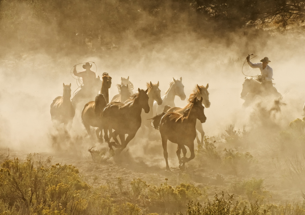 Tending the Herd von Stephen Rostler