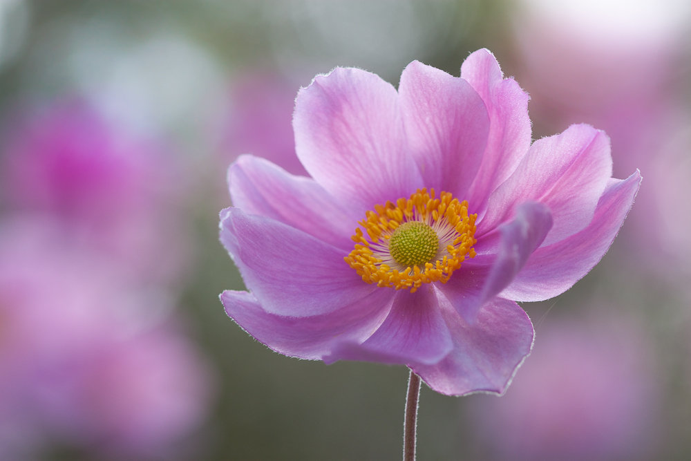 Morning Anemone von Steve Moore