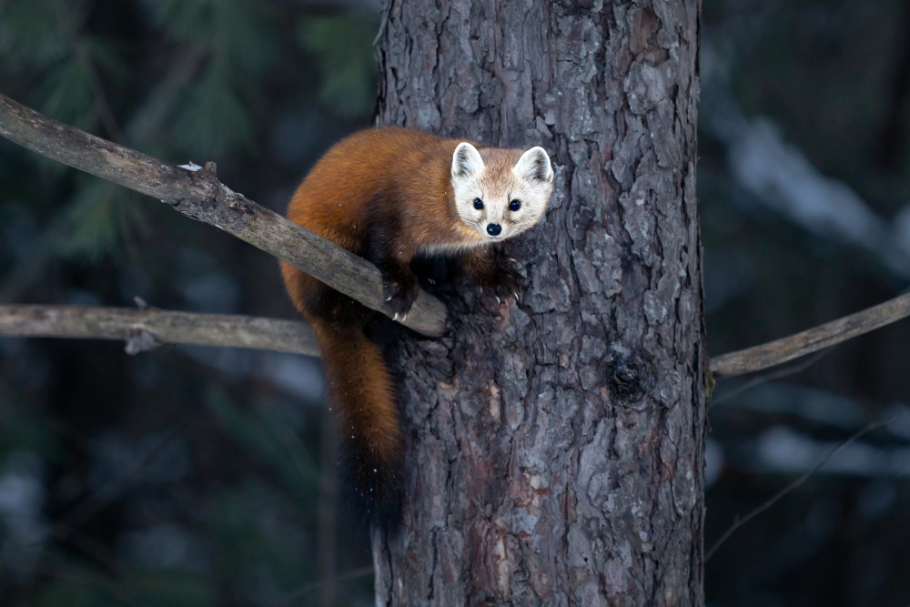 Pine Marten von Steven Zhou