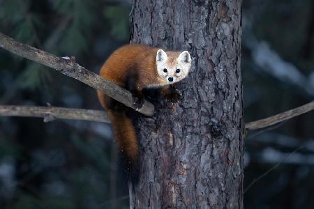 Pine Marten