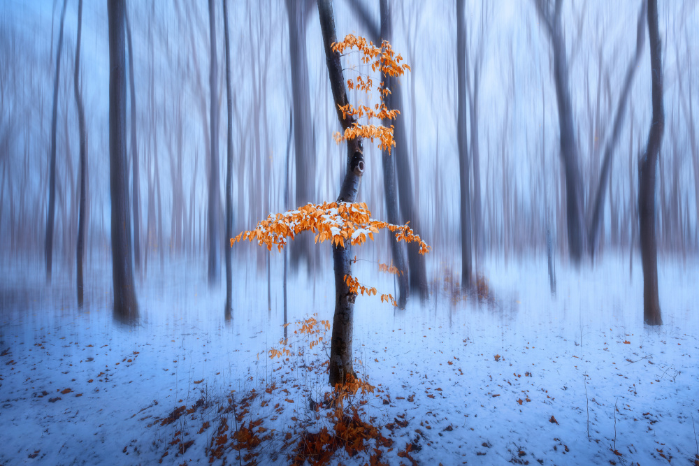 The Last Autumn Leaves von Steven Zhou