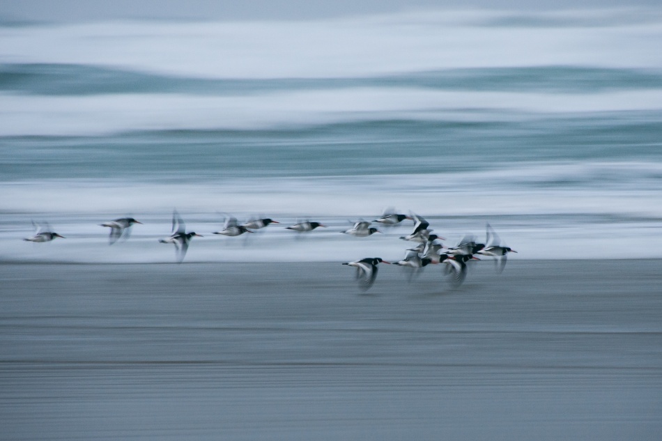 oystercatchers von Stig Hammarsten