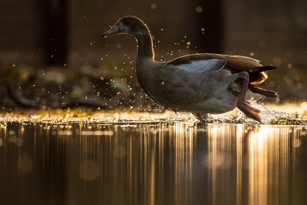 Golden Goose von Stuart Harling