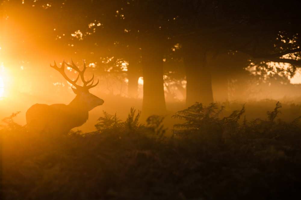 Stag in the mist von Stuart Harling