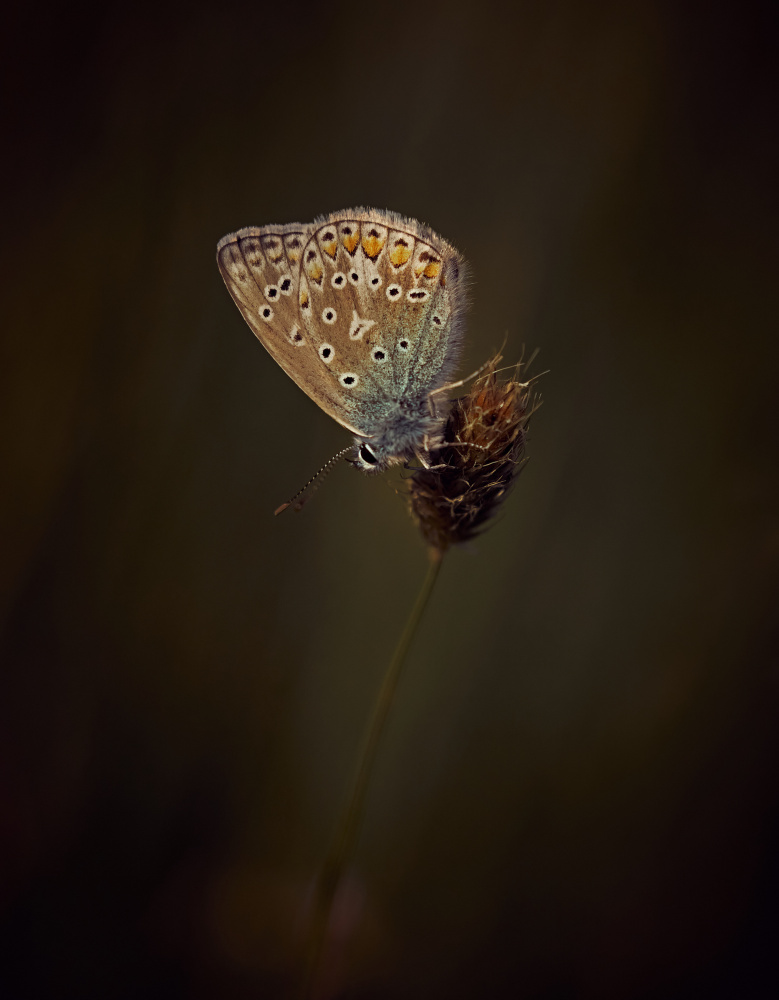 Evening Light von Stuart Williams