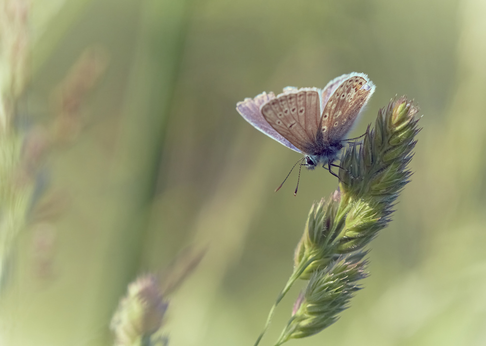 Blue in wild meadow von Stuart Williams