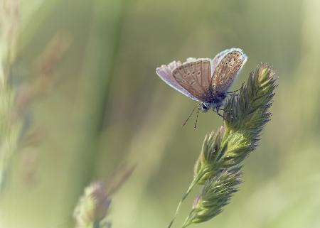 Blue in wild meadow