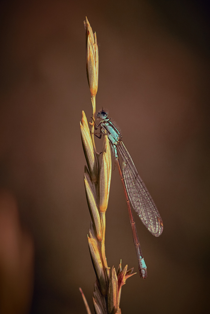 Blue Tailed Damsel von Stuart Williams