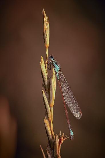 Blue Tailed Damsel