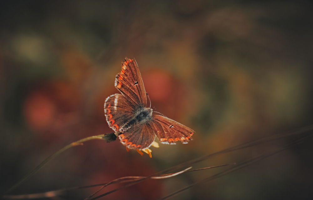 Brown Argus von Stuart Williams