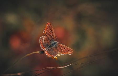 Brown Argus