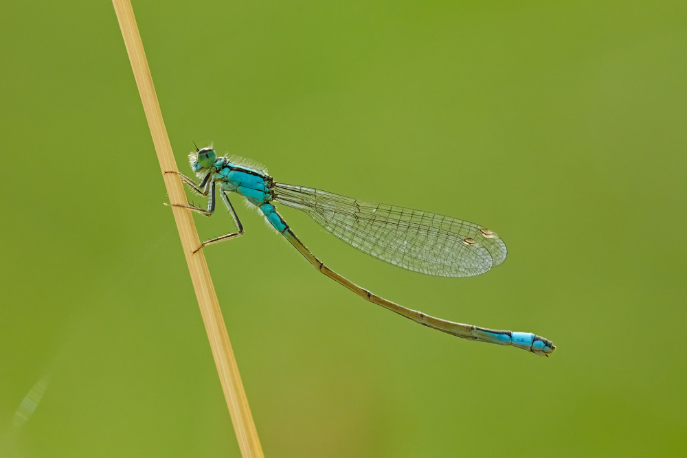 Flicking the tail. von Stuart Williams