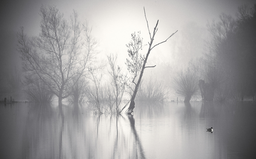 The Lone Pintail. von Stuart Williams