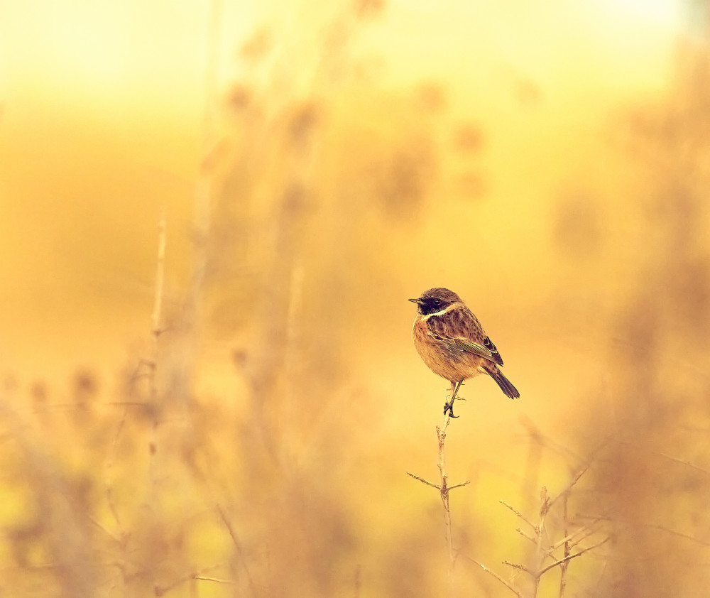 The Golden Hedgerow. von Stuart Williams