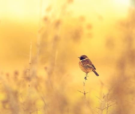 The Golden Hedgerow.