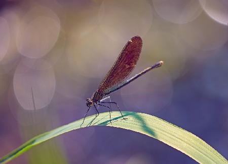 Disco Damsel