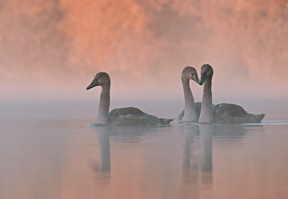 A Dreamy Morning von Stuart Williams