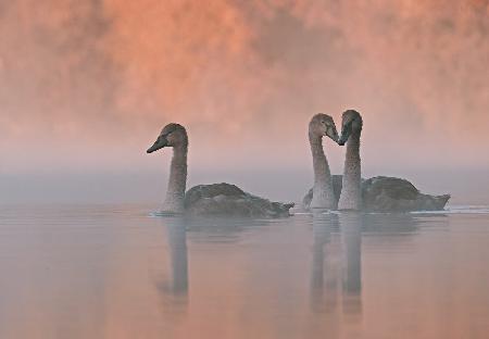 A Dreamy Morning