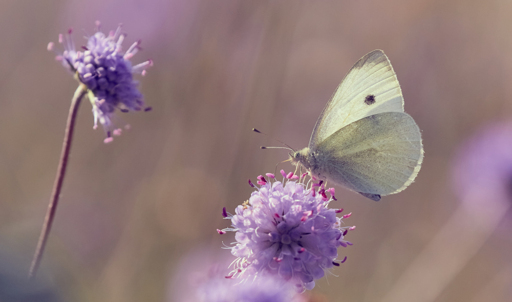 A White on Devils-bit scabious von Stuart Williams