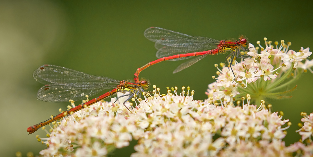 Large red damselfly in tandem von Stuart Williams