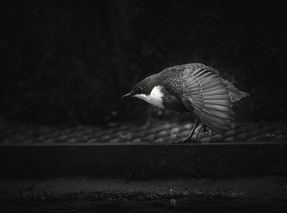 Getting ready for a dip. von Stuart Williams