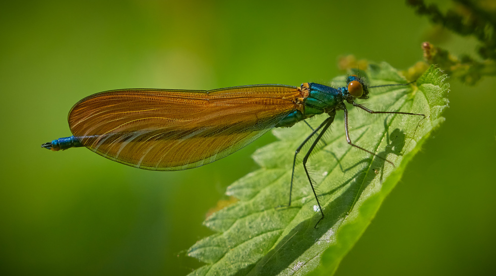 Male Beautiful Demoiselle von Stuart Williams