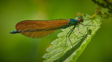 Male Beautiful Demoiselle