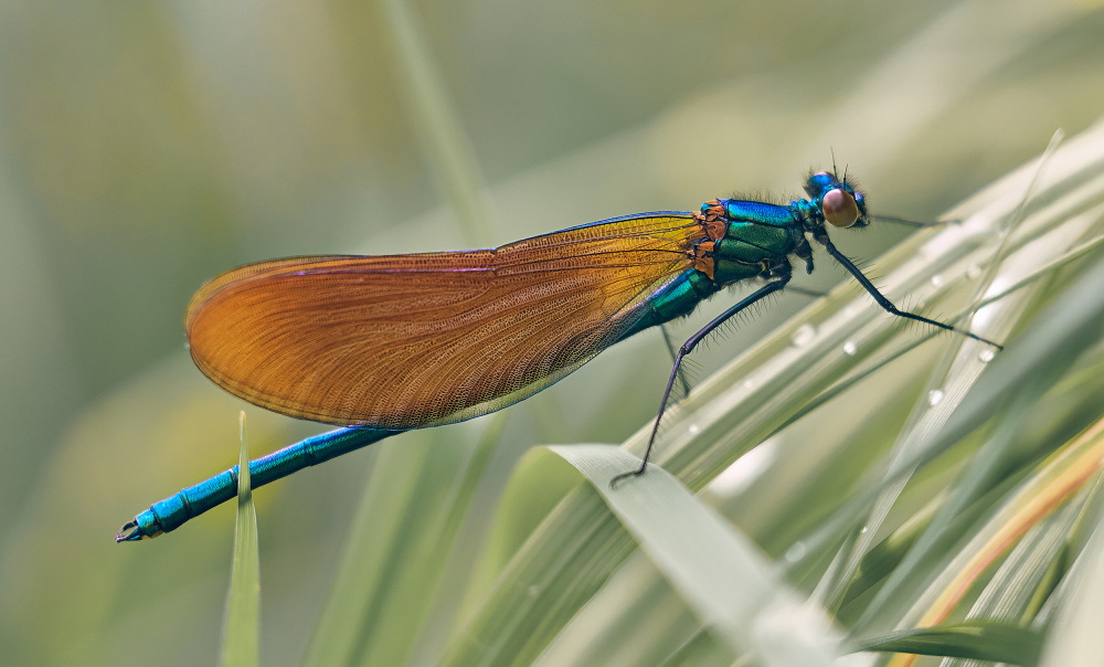 Damsel von Stuart Williams