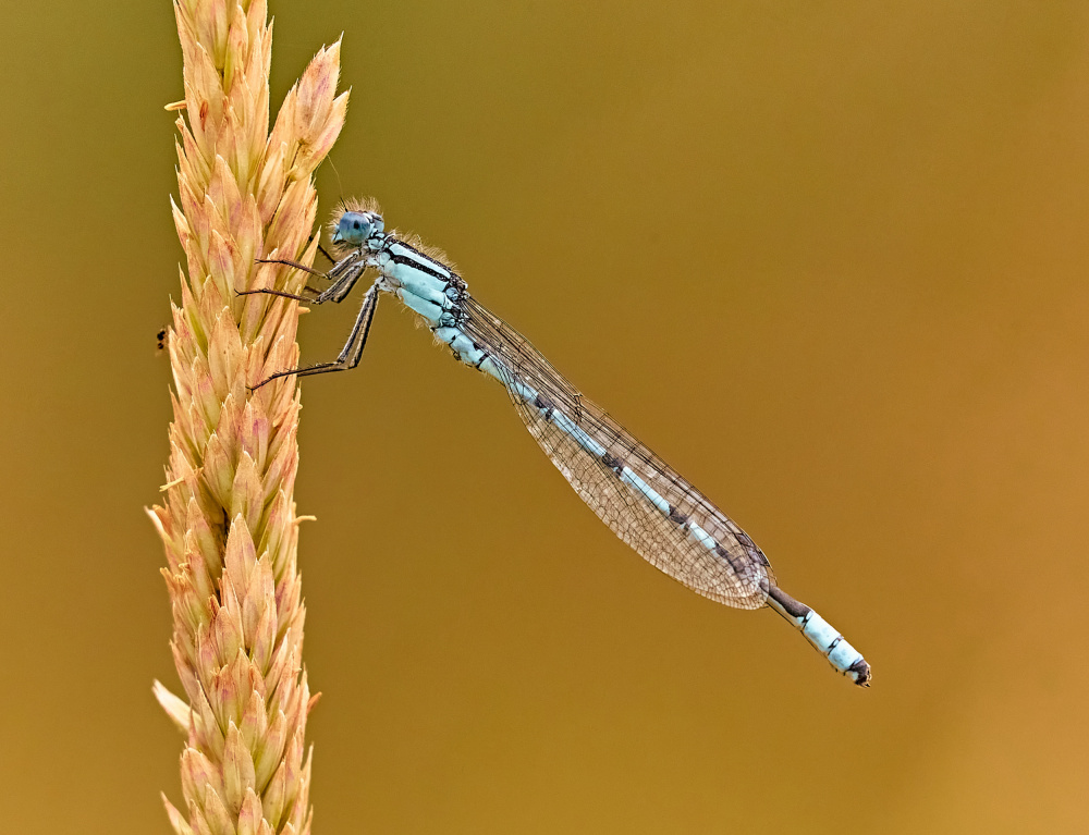 Damsel von Stuart Williams