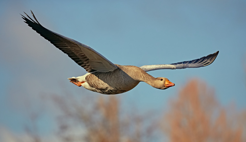 Morning flight von Stuart Williams