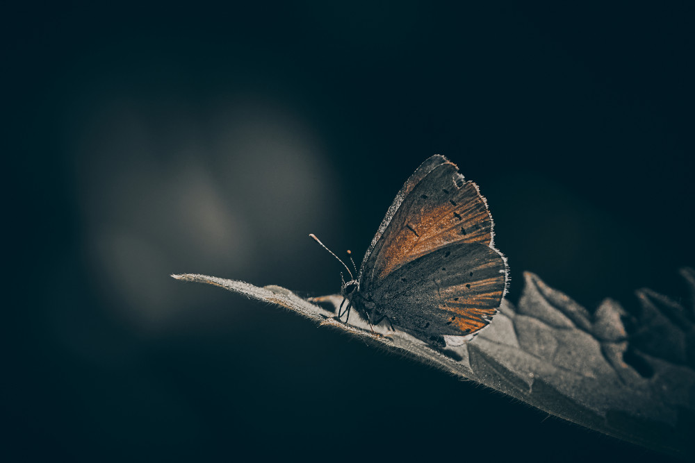 Old Blue catching the light von Stuart Williams