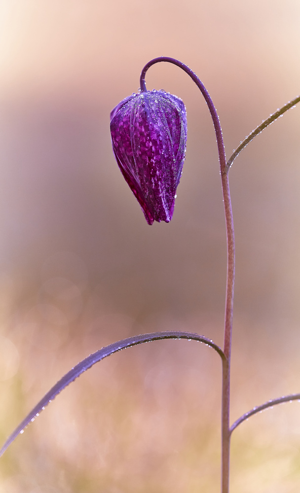 Fritillary von Stuart Williams