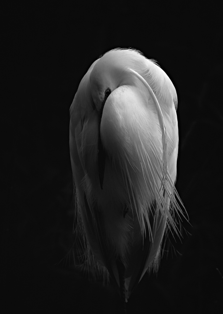 Resting Egret von Stuart Williams