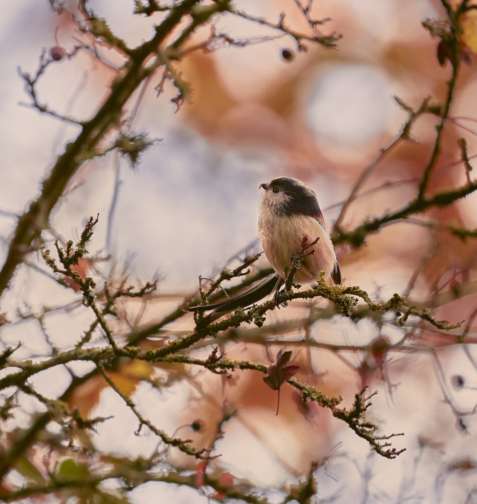 Long Tailed Tit von Stuart Williams