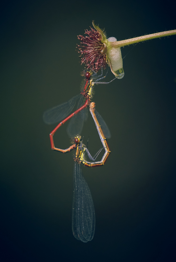 Inverted Heart von Stuart Williams