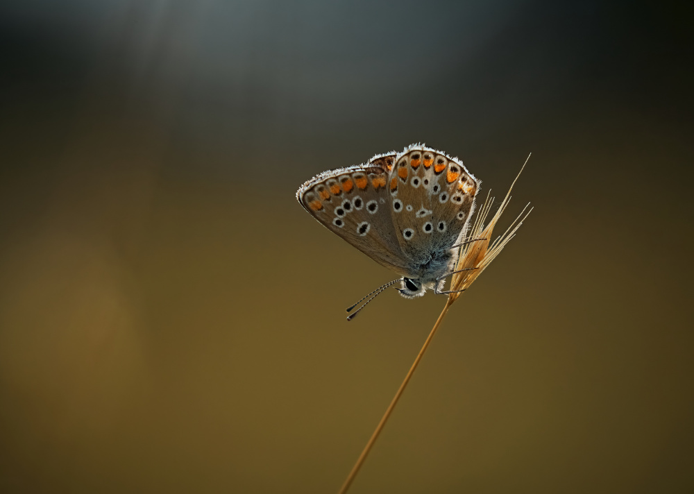 Female Blue von Stuart Williams