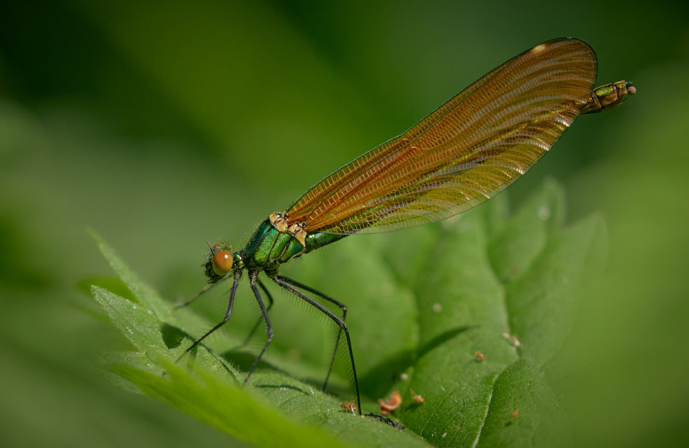 Female Beautiful Demoiselle von Stuart Williams