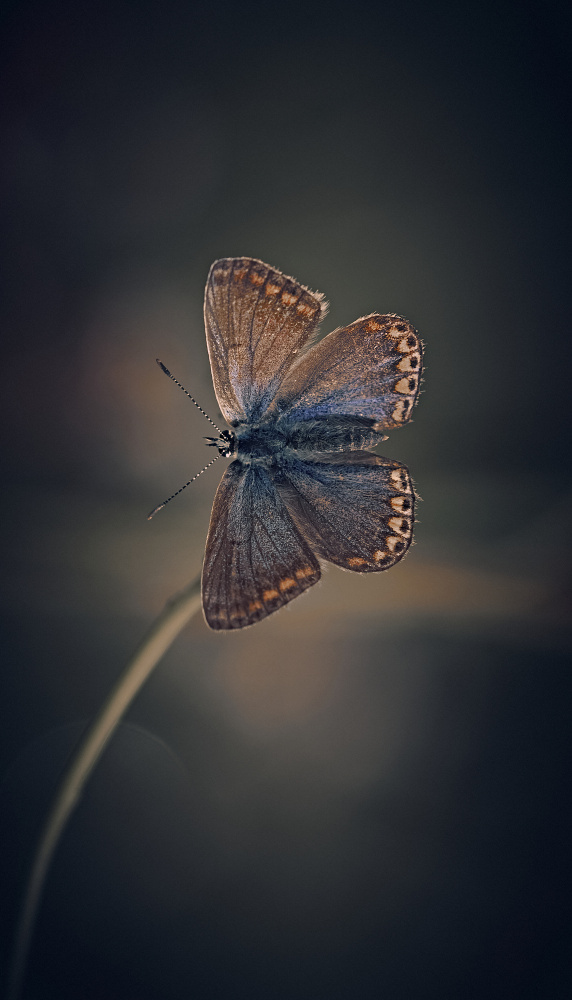 Female Common Blue von Stuart Williams