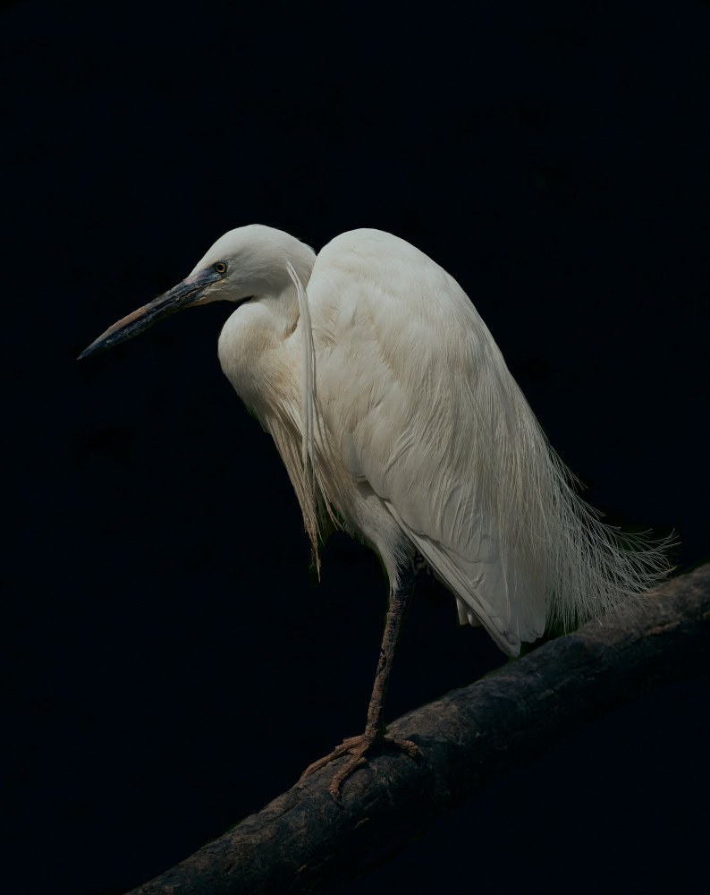 White on Black von Stuart Williams