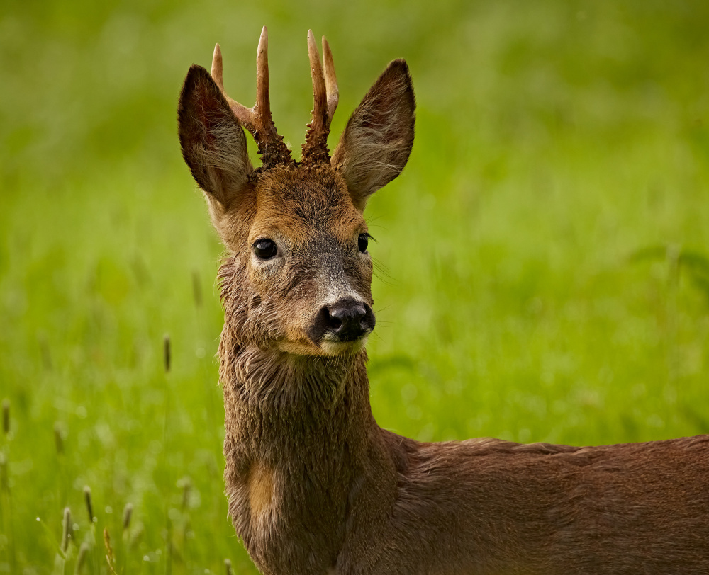 Wild Roe deer von Stuart Williams